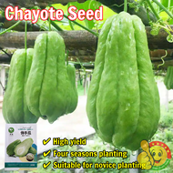 High Yield 25pcs Seeds Chayote Seeds for Planting Vegetable Seeds for Gardening 佛手瓜种子Chayote Melon S