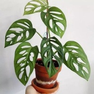 monstera obliqua janda bolong - janda bolong