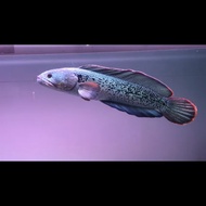 Ikan channa barca special 42cm Full Spoted
