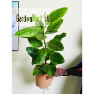 <GardenMart4U> Ficus Elastica Live Plant Pokok Indoor Hiasan 印度橡皮树