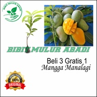 Bibit Mangga Manalagi Pohon Mangga Bibit Buah Mangga Manalagi