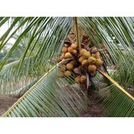 BENIH KELAPA MATAG F1 Hybrid Dijamin (Ada Sijil)