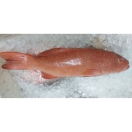 ‘swimming’ coral trout red grouper (600-700grams)