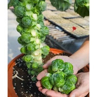 [15pcs]Benih Kobis Bayi 丨Benih Kobis Brussel Bayi Sprouts Long Island丨Baby Cabbage Seed丨孢子甘蓝种子 Bruss