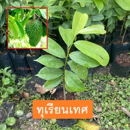 ต้นทุเรียนเทศ ทุเรียนน้ำ (Soursop) เพาะเมล็ด ผลรัปทานได้ มีประโยชน์ (ส่งใหม่ฟรี หากสินค้าเสียหาย)