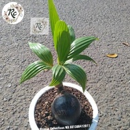 Spesial Tanaman Hias Unik Tunas Kelapa Bonsai Coconut Unique Plus Pot