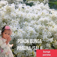 pokok bunga parona volubillis wangi kesukaan kelulut