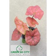 GNC - Caladium Red Spider Rare Live Plant Pokok Keladi Hiasan 彩叶芋