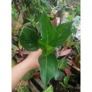 seeds Aglaonema Big Mama 3 leaves, aglonema live plant rooted with soil, Real plants for sale, Live