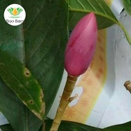 Bibit Bunga Kantil Merah Asli