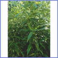 ✘ ♕ Serpentina Herbal Plant Seeds (100 seeds)