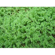 Azolla/ Fairy moss/Mosquito ferns (floating plant/ tumbuhan air)