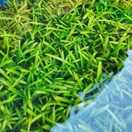 Dwarf Sagittaria 20pcs bundle