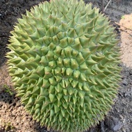 Baja Pokok Durian untuk banyakkan buah dan besarkan buah pack Mini 1kg