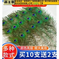 Get 7% coupon】ality】Peacock Tail Feather Real Peacock Feathers Natural Peacock Feather Feather Tail 