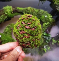 🔥Terrarium🔥 Pinecone with Moss - Terrarium / Paludarium / Vivarium / Moss for Home Décor / Green Mos