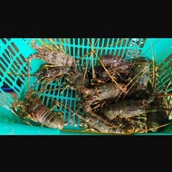 Terbaru Lobster Laut Hidup 1Kg Isi 5-6Ekor Origina