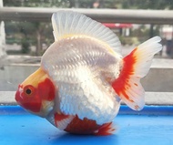 ikan mas koki ryukin red white fancy / ikan hias aquarium