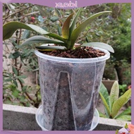 (xavexbxl) Cylindrical Plant Pot Garden Supplies Office Decorative Plant Pot Transparent