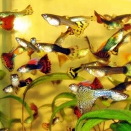 ikan Guppy hias mix paket 50 ekor