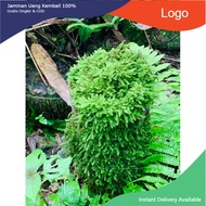 - wepping moss decorates semi-terrarium terrarium setup
