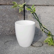 CT Set of 5 Cream White Porcelain Cups 280ml get 1 free, used to hold iced tea and coffee shops, mad