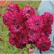 DINNERPLATE DAHLIA TUBER ID MERLOT MAGIC