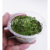 Azolla Water Plant
