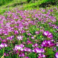 Purple Yunying Seeds Safflower Grass Seed Seed Seed Seed Four Seasons High-Produced Green Fertilizer