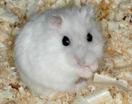 Best Seller Sepasang Hamster Jantan Betina Winter White Pearl Siap