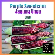 {Rare} 4 Biji Benih Jagung Ungu Manis Thai Purple Sweet Corn Hybrid Sweetcorn Seeds