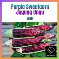 {Rare} 18 Biji Benih Jagung Ungu Manis Thai Purple Sweet Corn Hybrid Sweetcorn Seeds