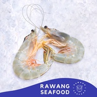 🔥PRAWN WHITE SEA SABAH/ Ming Prawn (±700g)/ Udang Putih Laut  明虾/ Fresh Prawn/Makanan Laut Segar/白虾/