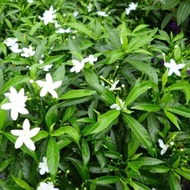 Anak Pokok Ervatamia Dwarf Jasmine / Outdoor Plant / Pokok Jeliti