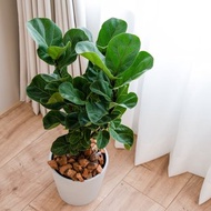 【室內盆栽】琴葉榕(小) 開幕盆栽 盆栽送禮 升遷送禮 企業送禮