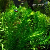 Egeria Densa Aquarium Plant (Low Tech)