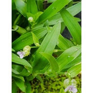 2 pcs - RUMPUT SITI KHADIJAH / Beijing Grass / Rumput Cina / Rumput Anugerah / Angel Grass Real Live