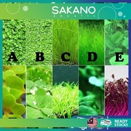 Aquarium Plant Seed Water Grass Foreground Aquatic Plants Carpet Plant Seed,fish aquarium,guppy bett