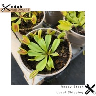 Real Carnivorous Plant Venus Flytrap Dionaea Muscipula