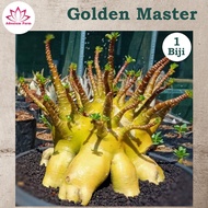 Benih Biji Adenium Arabikum Hibrid Godji Nomsod Series