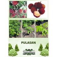 Pulasan / Anak Pokok Hybrid / Pokok Pulasan