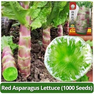 High Yield Red Stem Asparagus Lettuce Seeds (1000 Seed) 红莴笋种子 Celtuce Lettuce Seeds Celery Lettuce P
