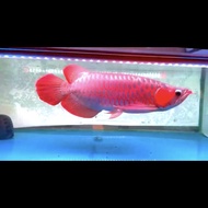 Ikan arwana super red sumo 45cm merah