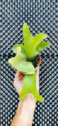 [Bunface Potato x Keth Botanic] Platycerium Artemis (P. Alcicorne x P. Quadridichotomum) 阿提米斯 鹿角蕨 /S