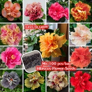 100 Seeds Colorful Bunga Raya Hybrid Hibiscus Flower Seeds Bonsai Seeds for Planting Benih Pokok