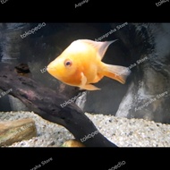 Ikan Red Devil Cichlid Short Body SB Unik