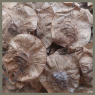 ✱ ✴ ✲ Narra Tree Seeds Per Pack