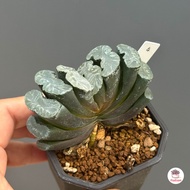 Haworthia maughanii ฮาโวเทีย ม้าตัด ไม้อวบน้ำ กุหลาบหิน cactus&amp;succulentหลากหลายสายพันธุ์