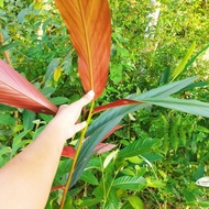 PoKok TePus Hutan BerDaun Merah Terljak Murah