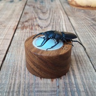 Wooden bowl containing beetle jelly, 16g